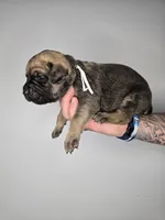 Samson, a male Cane Corso for sale in Elkhart, IN – 3 of 10