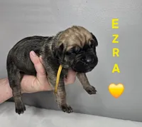 Ezra, a female Cane Corso for sale in Elkhart, IN – 9 of 10