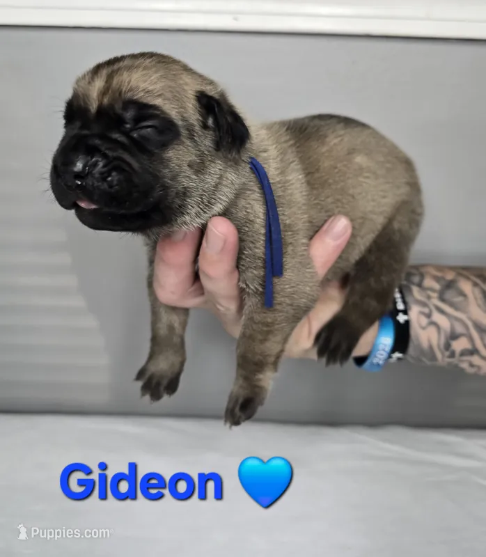 Gideon – Cane Corso puppy for sale in Elkhart, IN