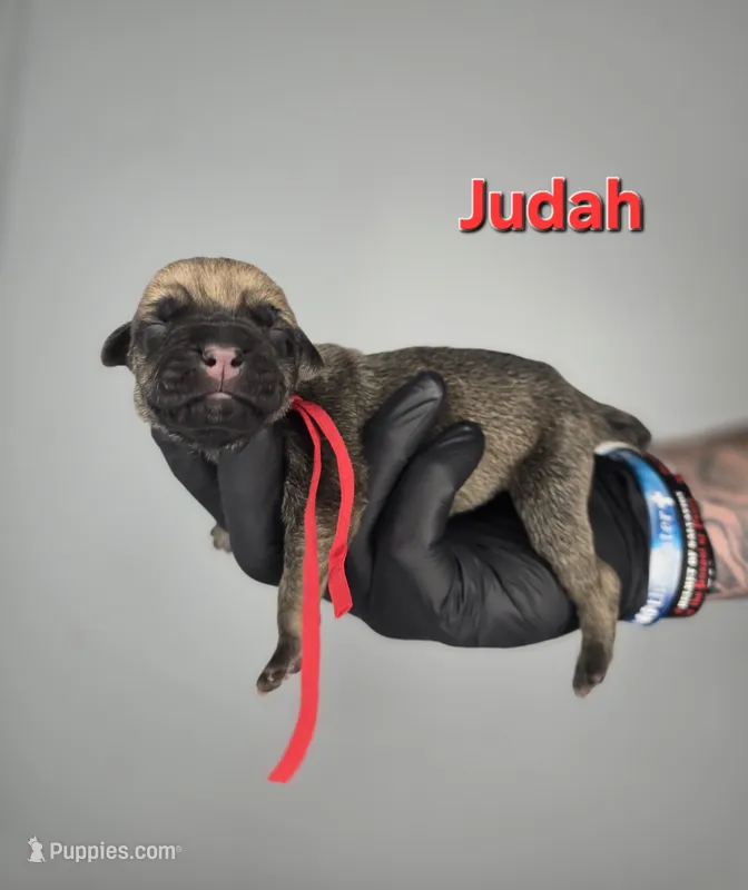 Judah – Cane Corso puppy for sale in Elkhart, IN