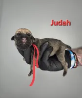 Judah, a male Cane Corso for sale in Elkhart, IN – 1 of 2