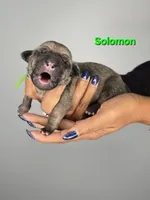 Solomon , a male Cane Corso for sale in Elkhart, IN – 2 of 2