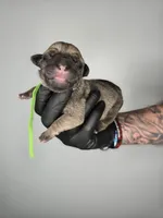 Solomon , a male Cane Corso for sale in Elkhart, IN – 1 of 2