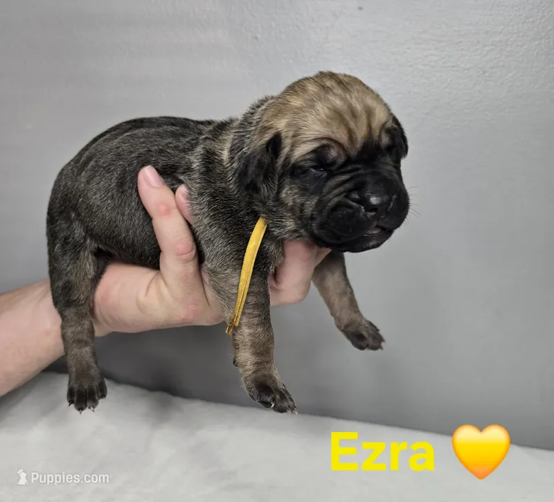 Ezra – Cane Corso puppy for sale in Elkhart, IN