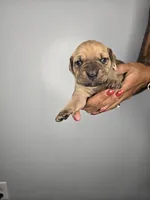 Shiloh, a female Cane Corso for sale in Elkhart, IN – 5 of 9