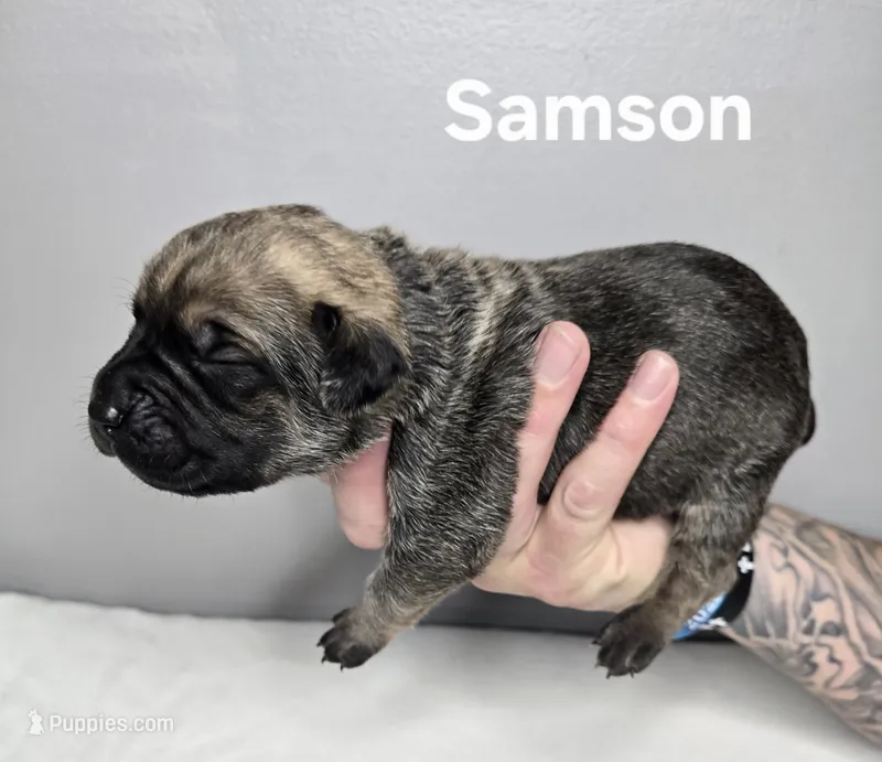 Samson – Cane Corso puppy for sale in Elkhart, IN