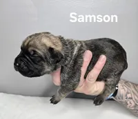 Samson, a male Cane Corso for sale in Elkhart, IN – 7 of 10