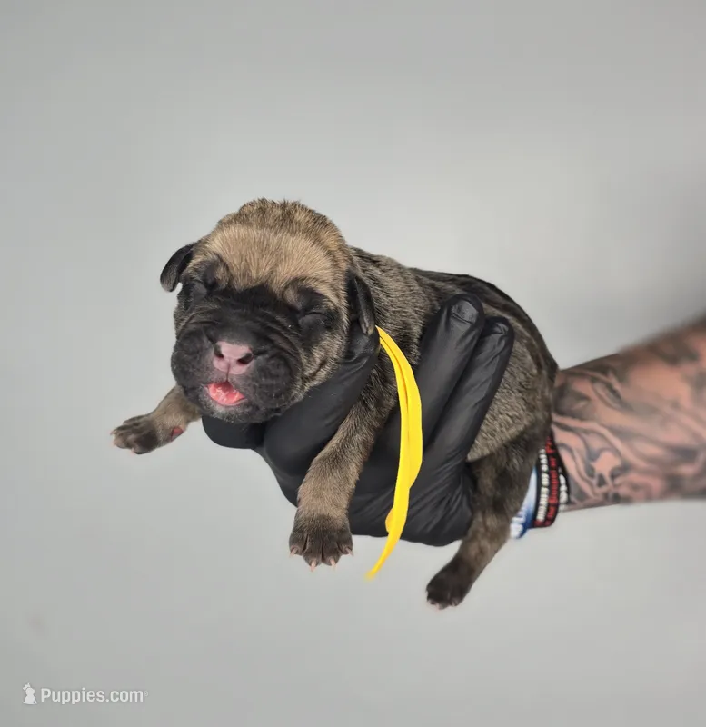 Ezra – Cane Corso puppy for sale in Elkhart, IN