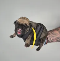 Ezra, a female Cane Corso for sale in Elkhart, IN – 1 of 2