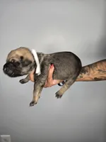 Samson, a male Cane Corso for sale in Elkhart, IN – 6 of 10