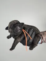 Zion, a male Cane Corso for sale in Elkhart, IN – 2 of 2