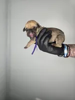 Eden , a female Cane Corso for sale in Elkhart, IN – 2 of 2
