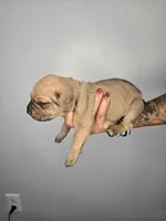 Shiloh, a female Cane Corso for sale in Elkhart, IN – 6 of 9