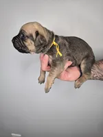 Ezra, a female Cane Corso for sale in Elkhart, IN – 5 of 10