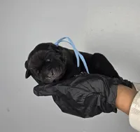 Boaz, a male Cane Corso for sale in Elkhart, IN – 1 of 2