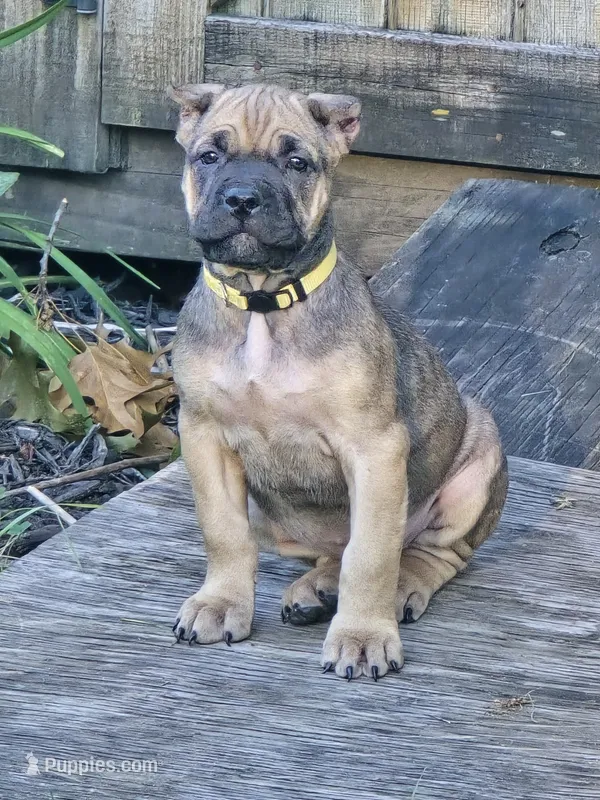 Ezra – Cane Corso puppy for sale in Elkhart, IN