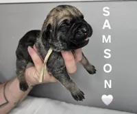 Samson, a male Cane Corso for sale in Elkhart, IN – 8 of 10