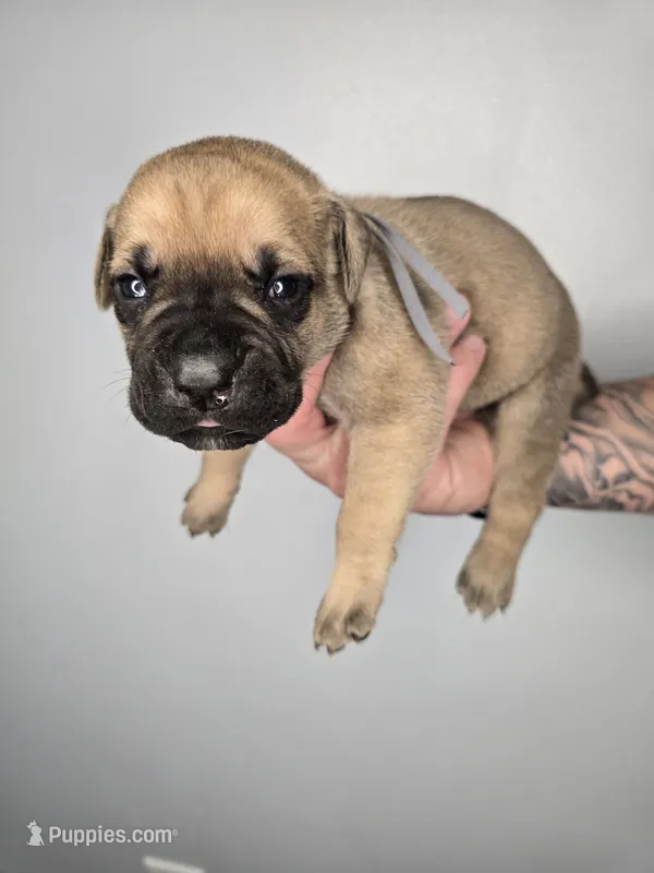 Asher – Cane Corso puppy for sale in Elkhart, IN