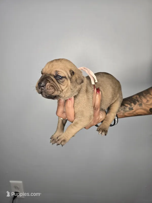 Shiloh – Cane Corso puppy for sale in Elkhart, IN