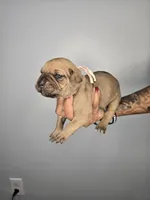 Shiloh, a female Cane Corso for sale in Elkhart, IN – 4 of 9
