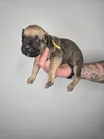 Ezra, a female Cane Corso for sale in Elkhart, IN – 7 of 10