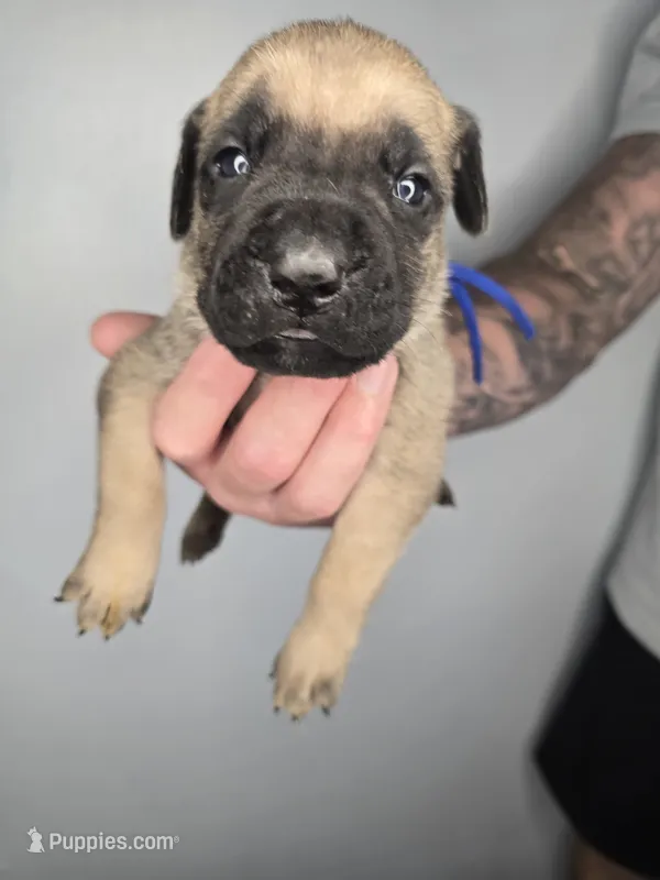 Gideon – Cane Corso puppy for sale in Elkhart, IN