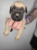 Gideon, a male Cane Corso for sale in Elkhart, IN – 2 of 9
