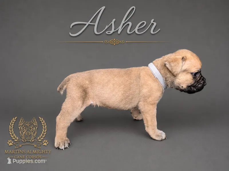 Asher – Cane Corso puppy for sale in Elkhart, IN