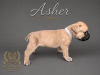 Asher, a male Cane Corso for sale in Elkhart, IN – 3 of 10