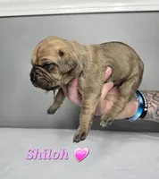 Shiloh, a female Cane Corso for sale in Elkhart, IN – 9 of 9