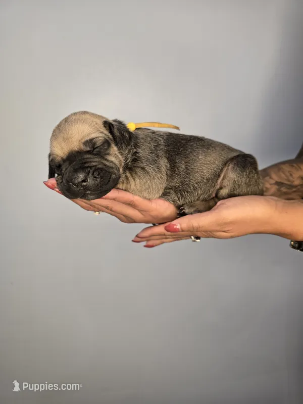 Ezra – Cane Corso puppy for sale in Elkhart, IN