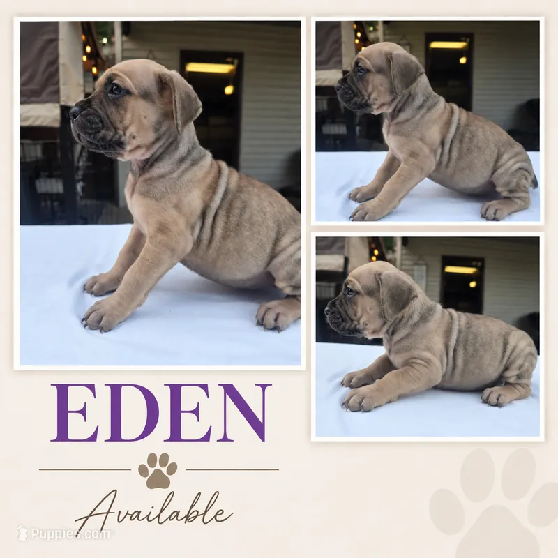 Eden  – Cane Corso puppy for sale in Elkhart, IN