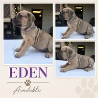 Eden , a female Cane Corso for sale in Elkhart, IN – 1 of 9