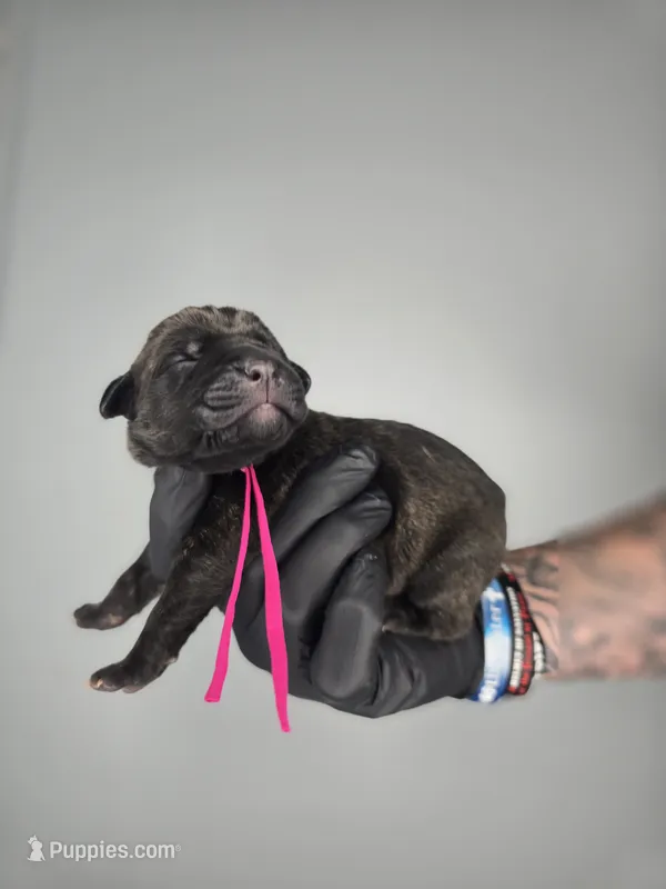 Jael – Cane Corso puppy for sale in Elkhart, IN