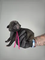 Jael, a female Cane Corso for sale in Elkhart, IN – 1 of 2