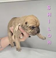 Shiloh, a female Cane Corso for sale in Elkhart, IN – 8 of 9