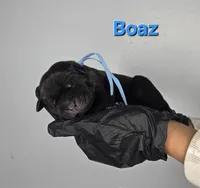 Boaz, a male Cane Corso for sale in Elkhart, IN – 2 of 2