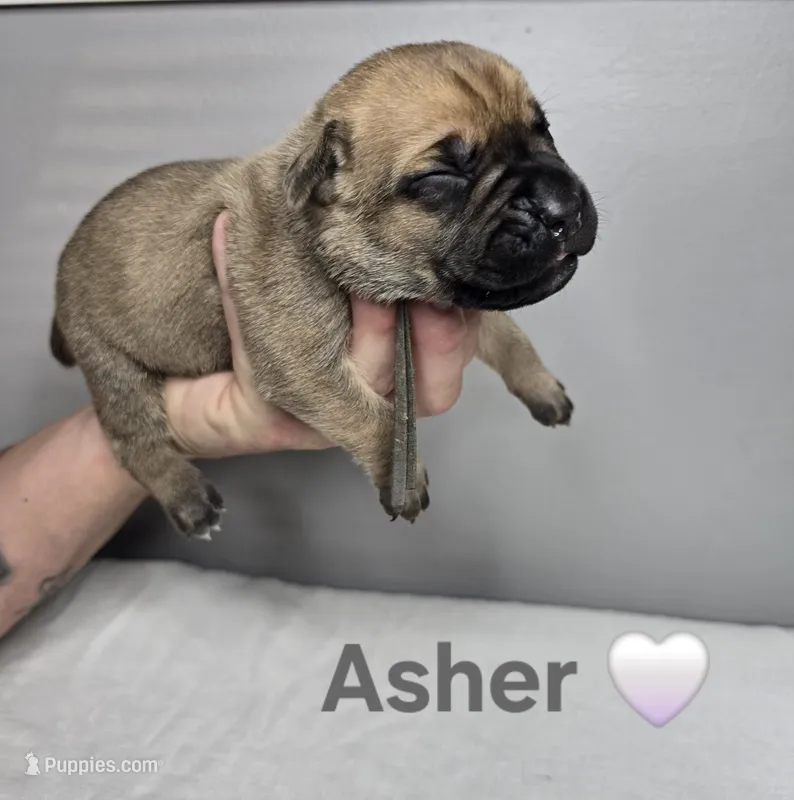 Asher – Cane Corso puppy for sale in Elkhart, IN