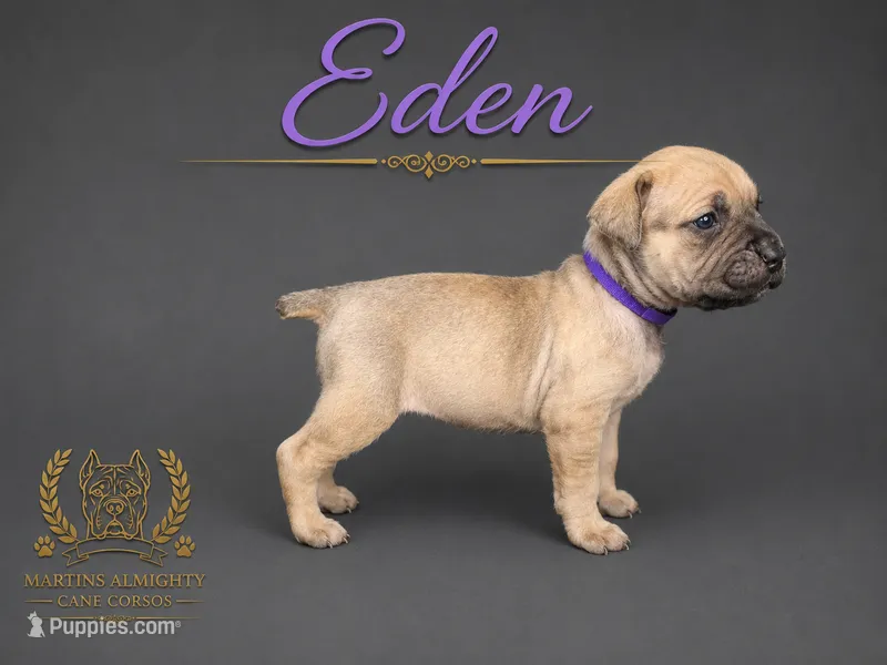 Eden  – Cane Corso puppy for sale in Elkhart, IN