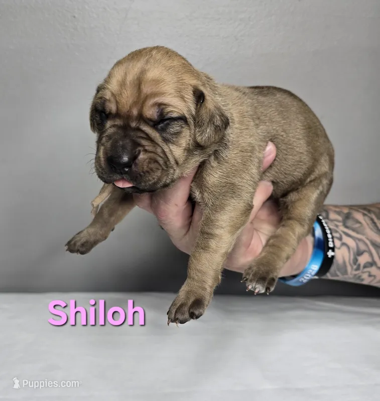 Shiloh – Cane Corso puppy for sale in Elkhart, IN