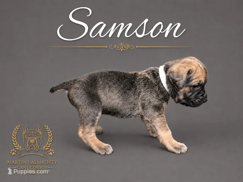 Samson – Cane Corso puppy for sale in Elkhart, IN