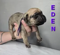 Eden , a female Cane Corso for sale in Elkhart, IN – 9 of 9