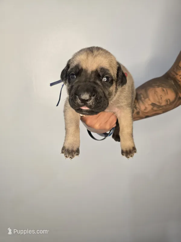Gideon – Cane Corso puppy for sale in Elkhart, IN