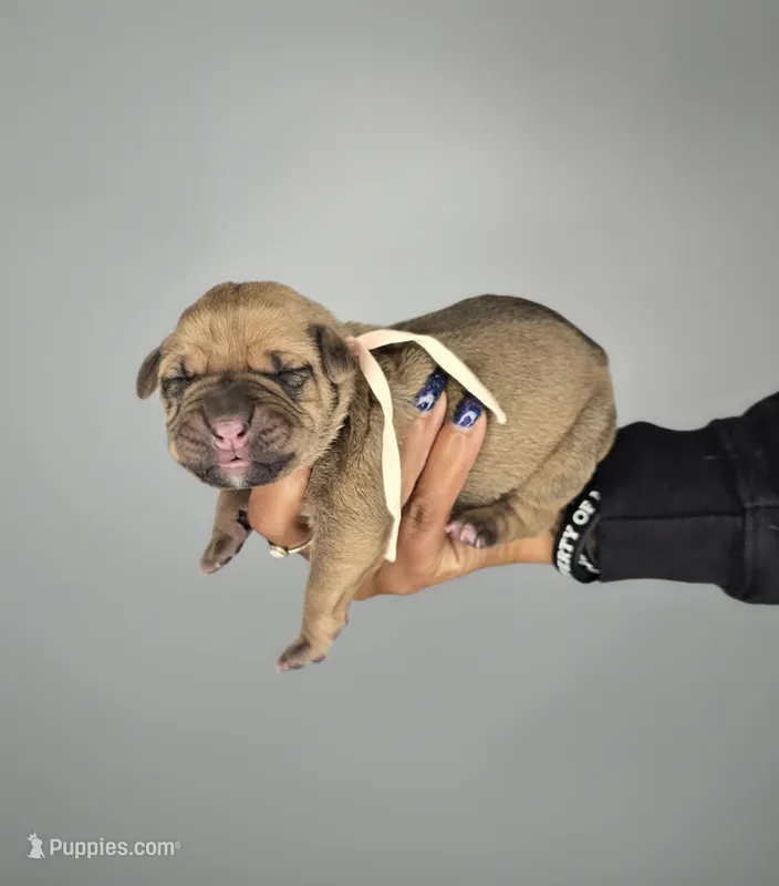 Shiloh – Cane Corso puppy for sale in Elkhart, IN