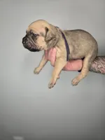 Eden , a female Cane Corso for sale in Elkhart, IN – 4 of 9