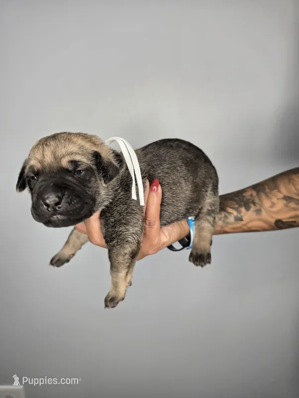 Samson – Cane Corso puppy for sale in Elkhart, IN