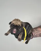 Ezra, a female Cane Corso for sale in Elkhart, IN – 2 of 2