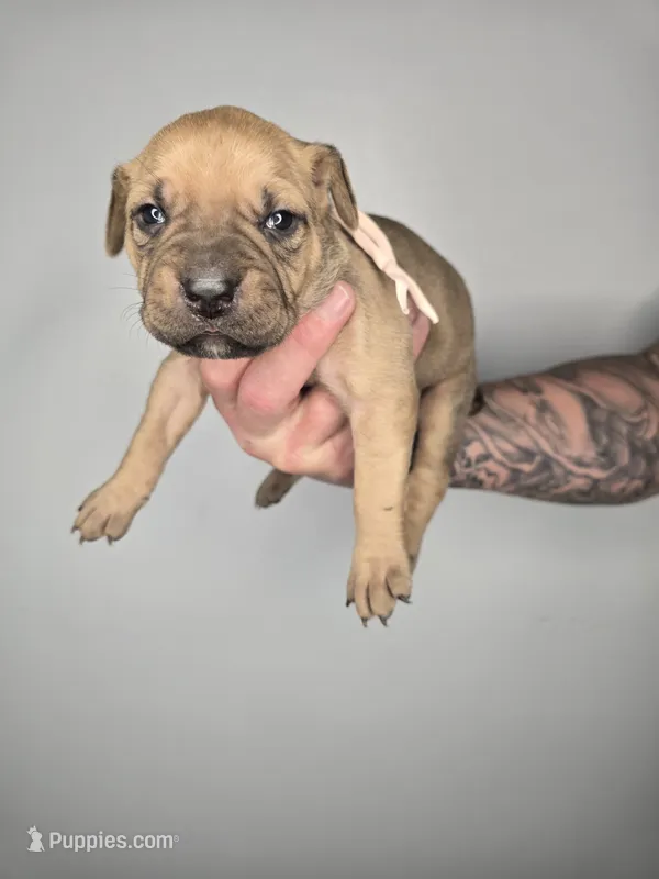Shiloh – Cane Corso puppy for sale in Elkhart, IN