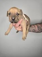 Shiloh, a female Cane Corso for sale in Elkhart, IN – 1 of 9