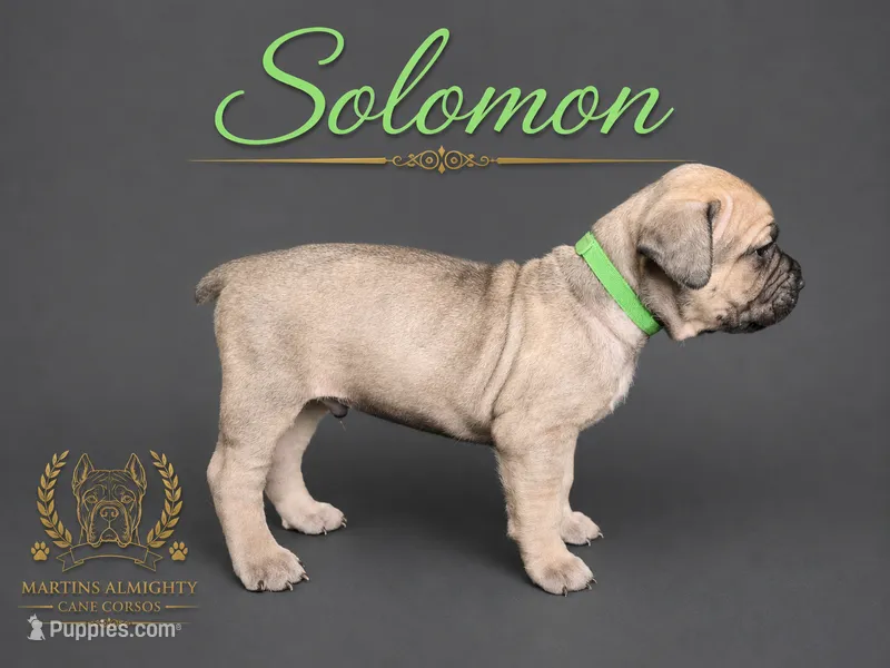 Solomon  – Cane Corso puppy for sale in Elkhart, IN